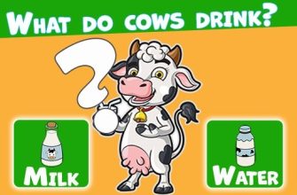 Trivia Best Family Quiz